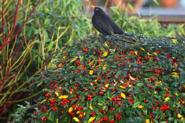 09 December 2009 - 10-13-52.jpg
Does he look a shade plump to you? (I can talk). Within a few more days nearly every berry on that cotoneaster in our garden was inside someone's belly. Not wishing to point any fingers, but....
#BigBIrdBelly #CotoneasterBerryEater.